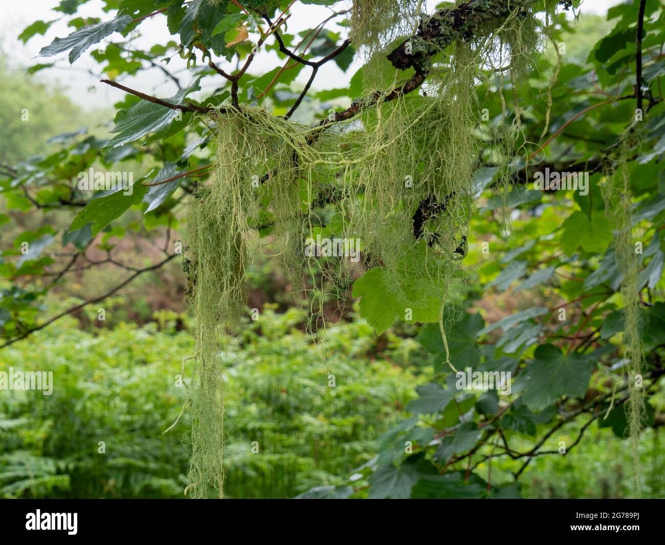 Usnea articulata, beard lichen hanging off tree, Dartmoor, England. Aka string of sausage lichen. Stock Photo