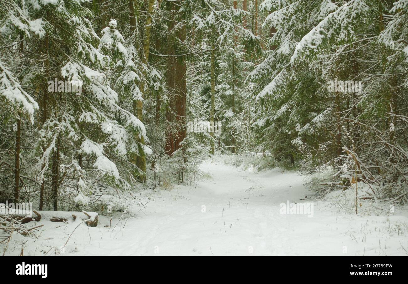 Beautiful winter landscape. Wild forest in winter. Stock Photo