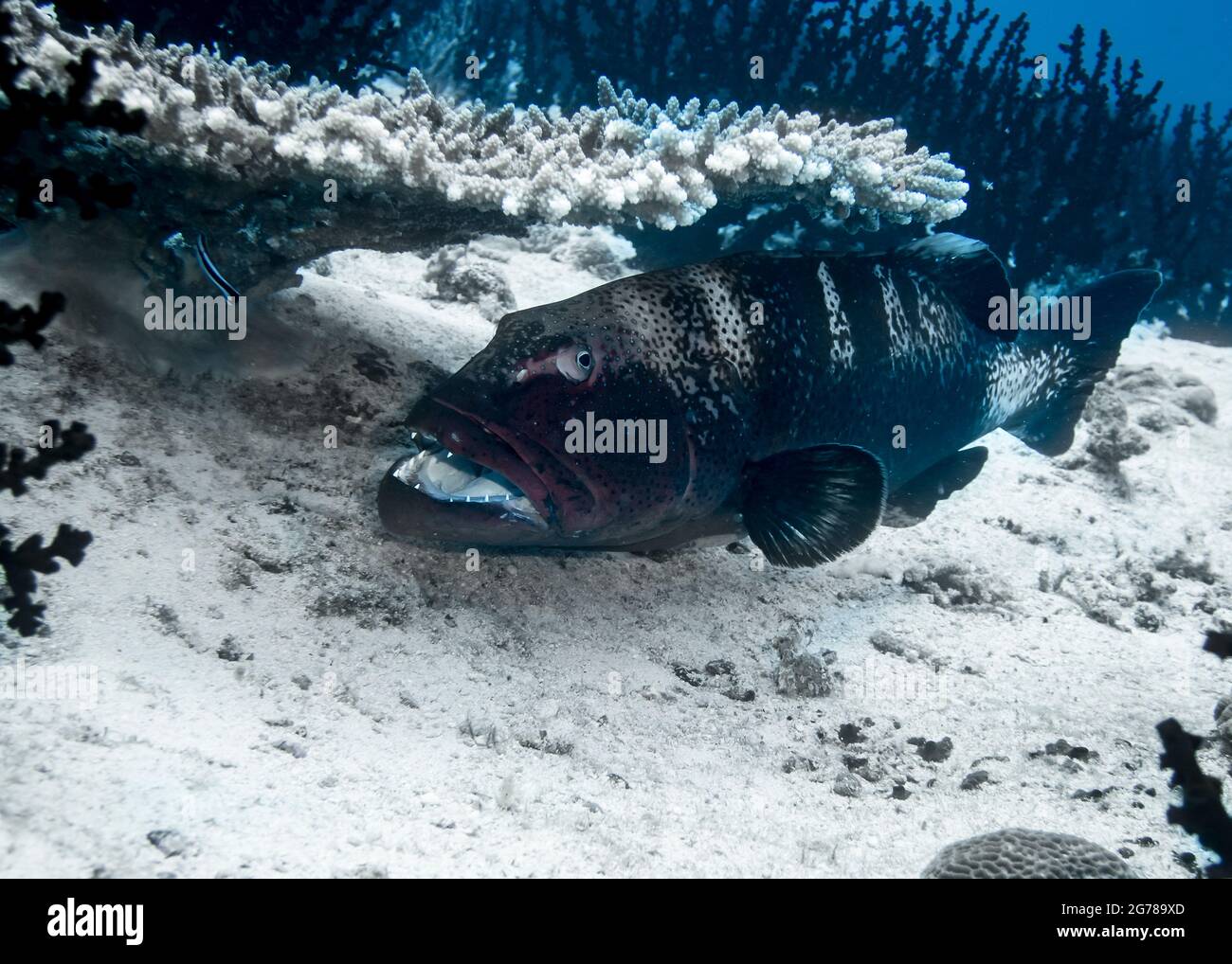 Big grouper fish on a coral reef at the bottom of the Indian Ocean ...