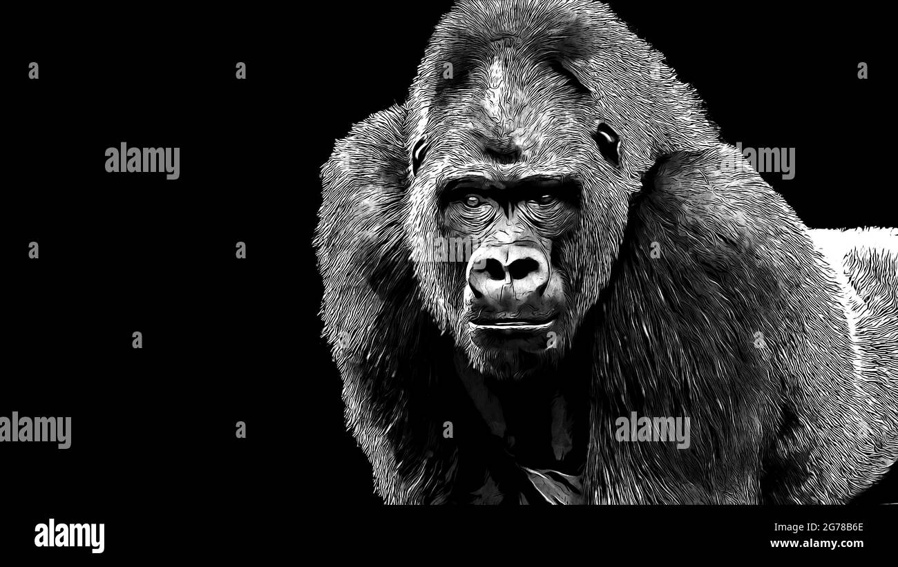 Digital comic book style illustration of a silverback gorilla making eye contact isolated on a black background with room for text Stock Photo