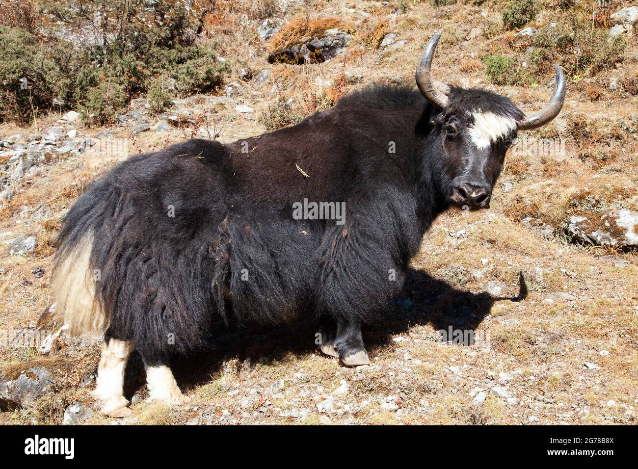 Tibetan yak farm hi-res stock photography and images - Page 3 - Alamy