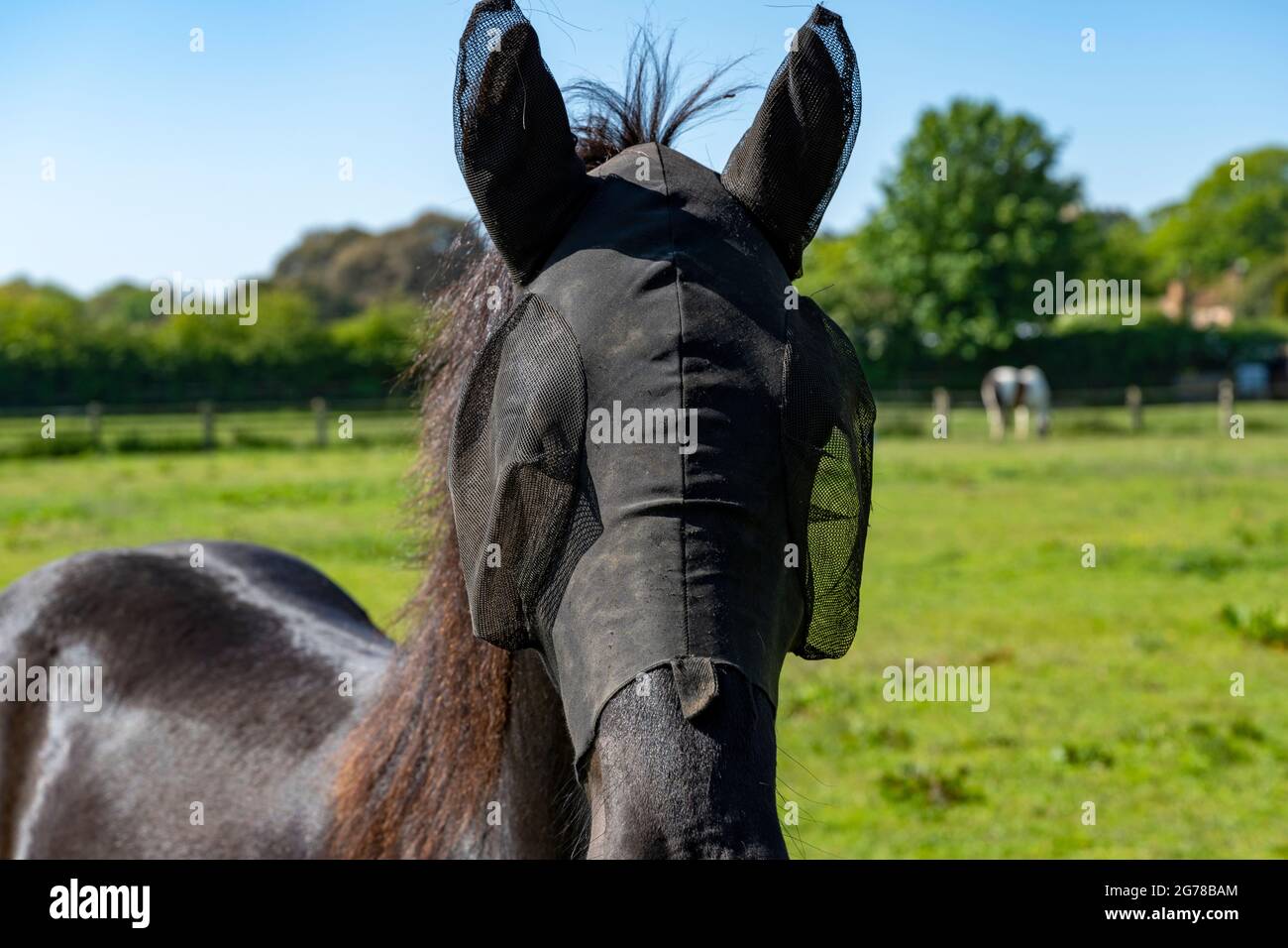 Horse wearing protective fly eye shields Stock Photo Alamy