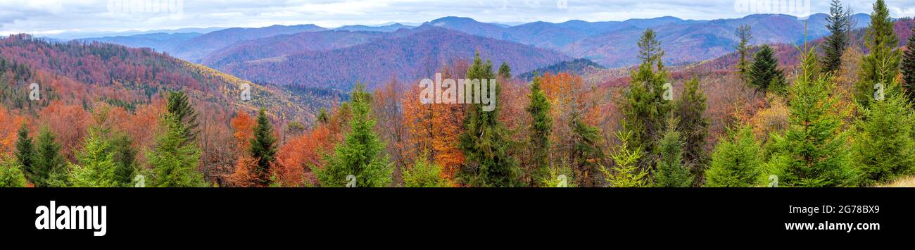 Bright colorful autumn forest in the Carpathians. Skole. Ukraine. Stock Photo