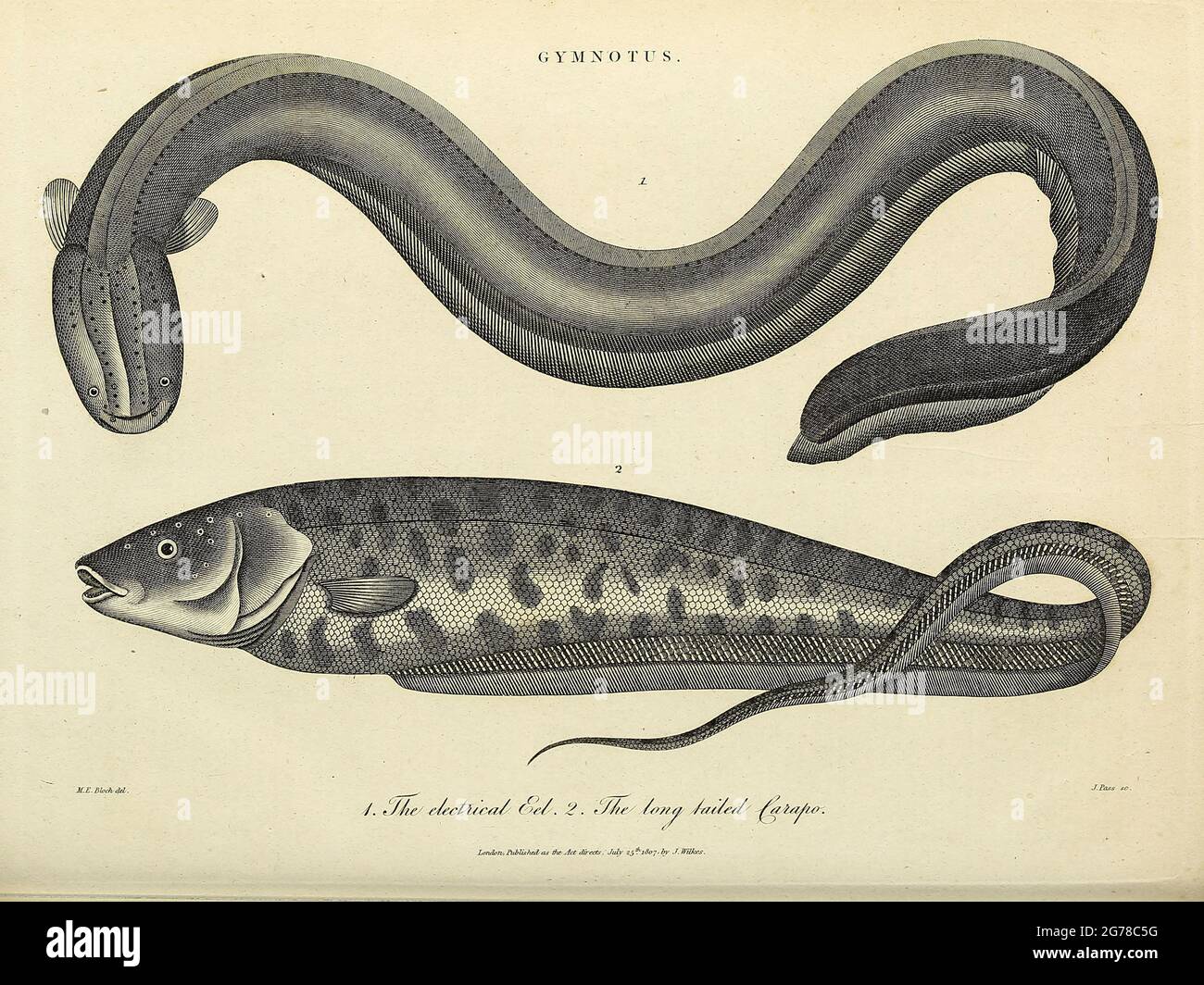 Gymnotus (banded knifefish) is a genus of Neotropical freshwater fish in the family Gymnotidae found widely in South America, Central America and southern Mexico Copperplate engraving From the Encyclopaedia Londinensis or, Universal dictionary of arts, sciences, and literature; Volume IX;  Edited by Wilkes, John. Published in London in 1811 Stock Photo