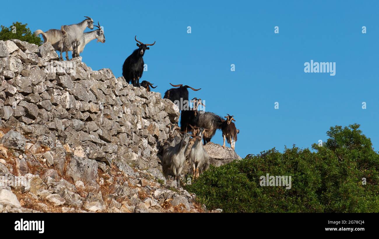 Ionian Islands, Ithaka, island of Odysseus, northwest, mountain village Exogi, summit, stone wall, several goats stand on stone wall or climb down from it, view from below, sky blue Stock Photo
