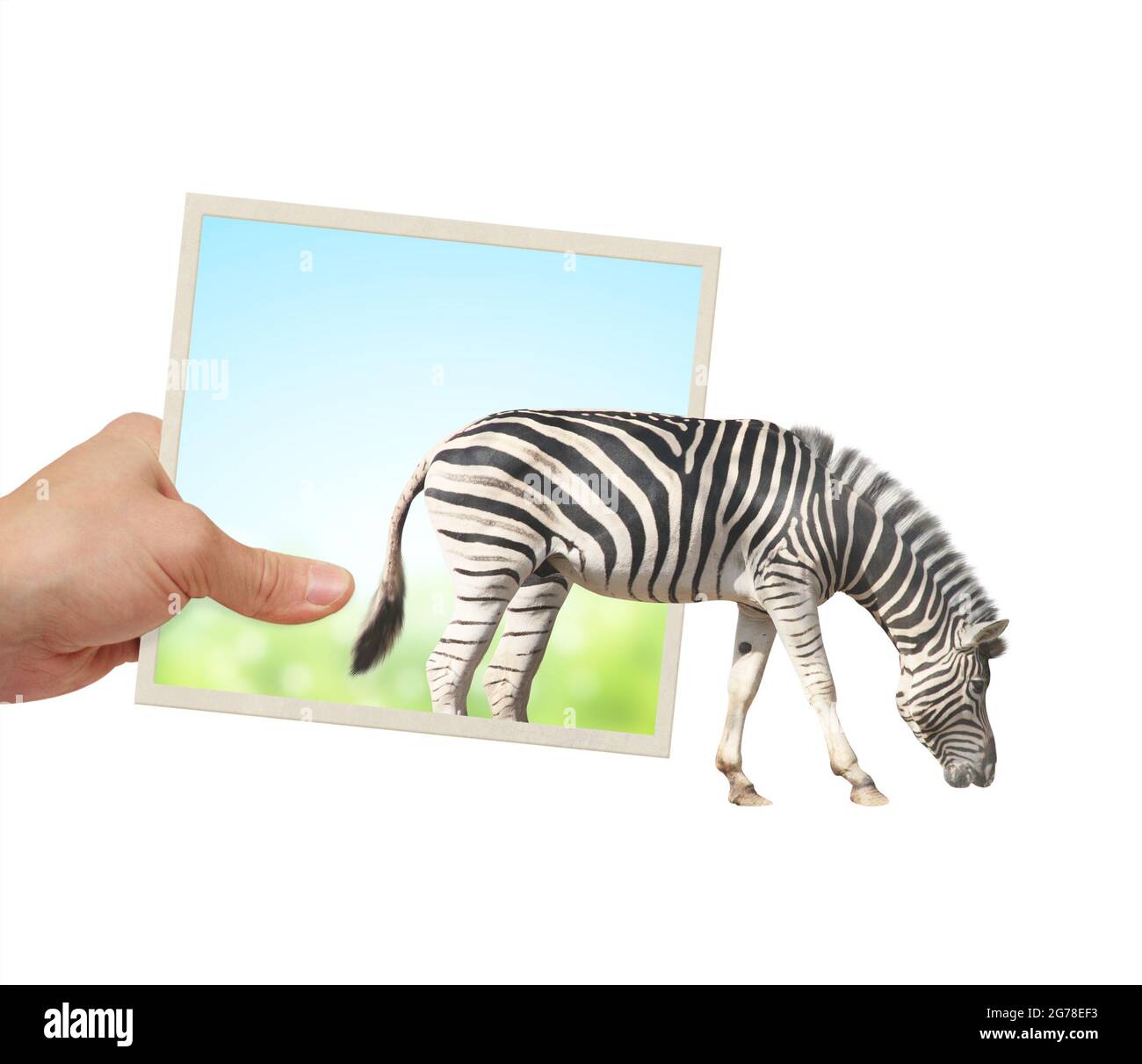 Human hand holds a photograph with zebra emerging from photography. Opportunities, nature and ecology concepts. Zebra walking through photo frame. Iso Stock Photo