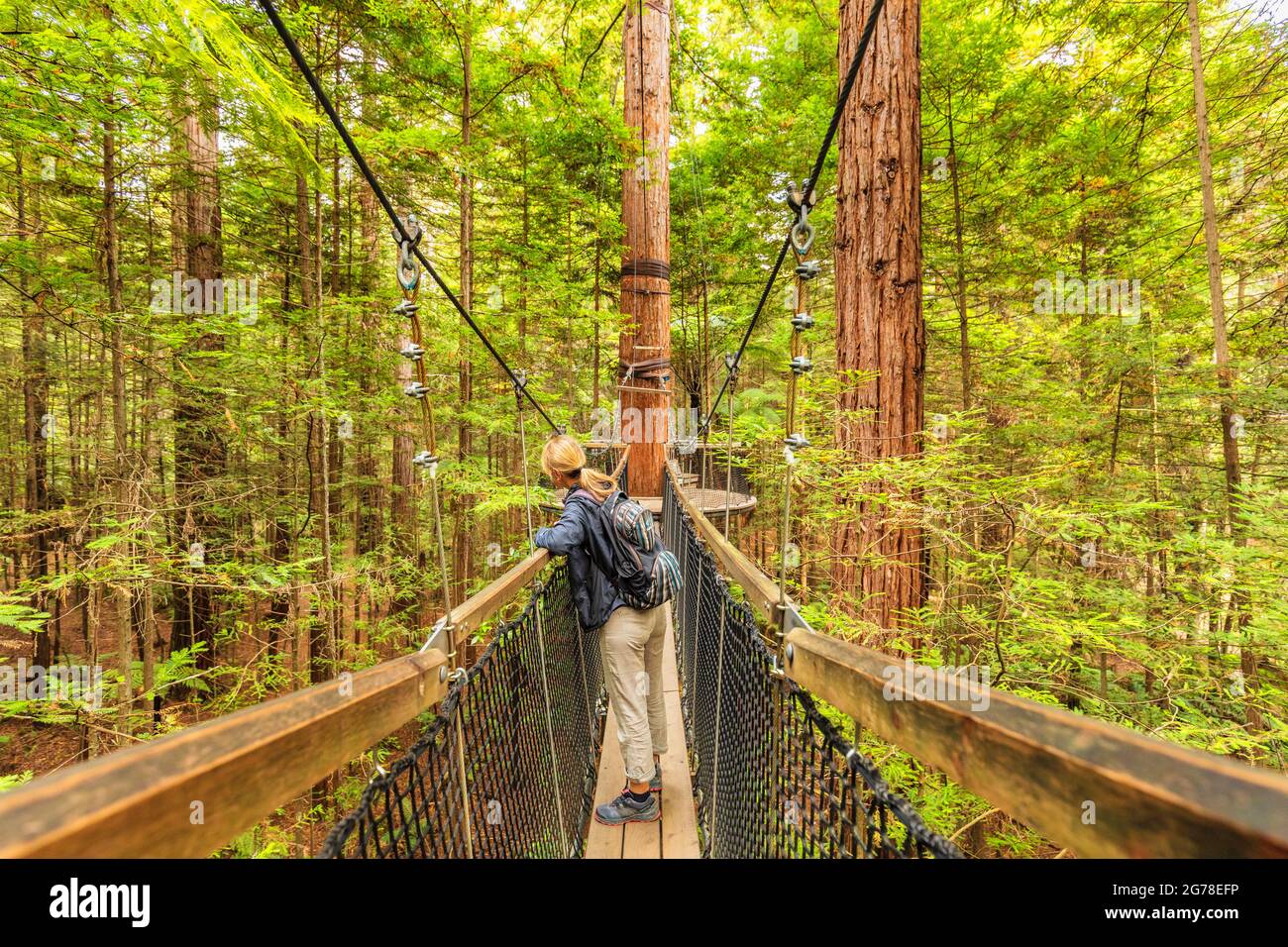 Redwood Treewalk, Tree Top Walk, Rotorua, Bay of Plenty, North Island