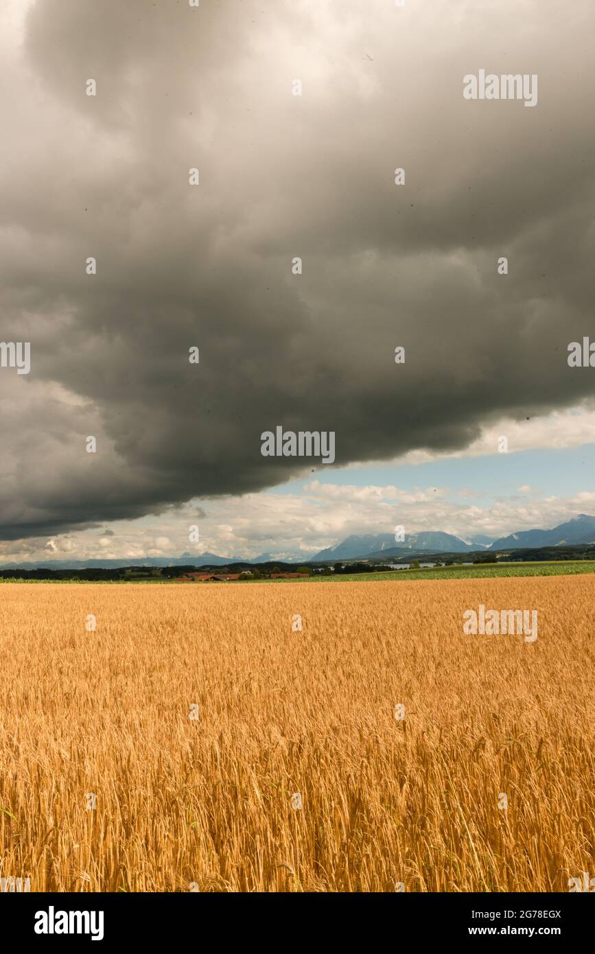 Gewitterwolken über einem Getreidefeld im Sommer, Wetter, Landschaft, Bayern Stock Photo