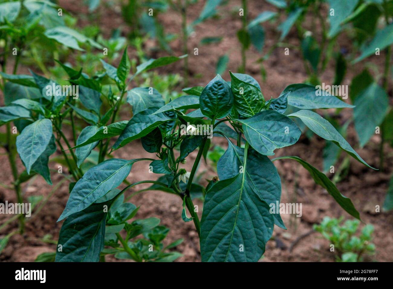 Bell pepper plants, vegetable patch, vegetables, organic, earth, garden