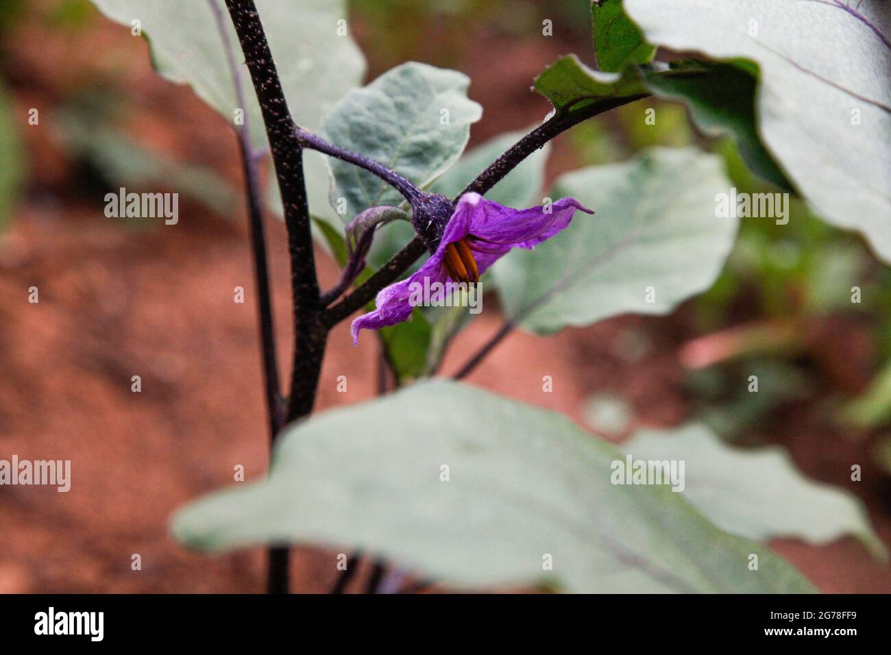 Eggplant, self-sufficiency, self-cultivation, organic, vegan, healthy, garden Stock Photo