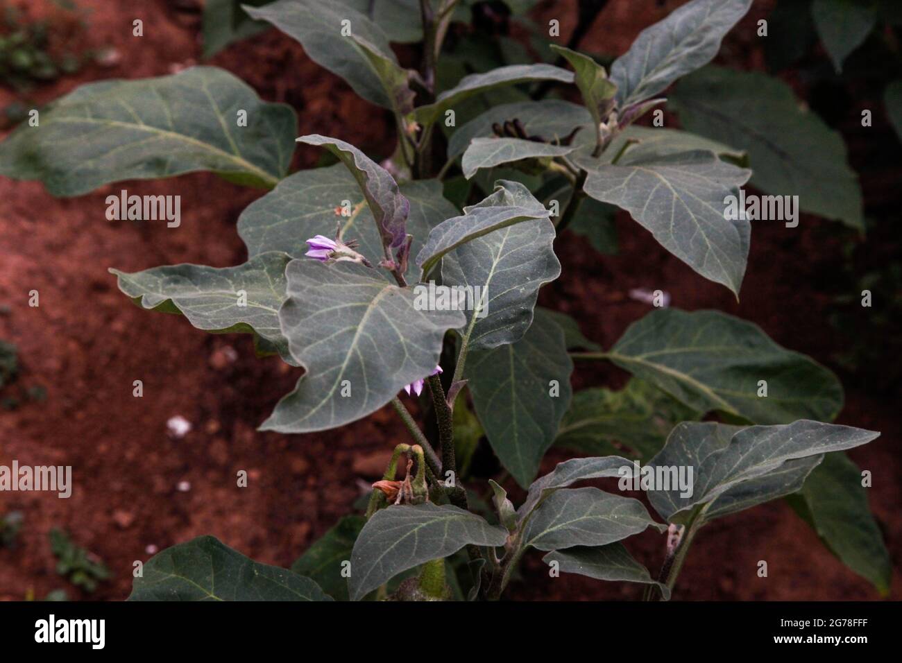 Eggplant, self-sufficiency, self-cultivation, organic, vegan, healthy, garden Stock Photo