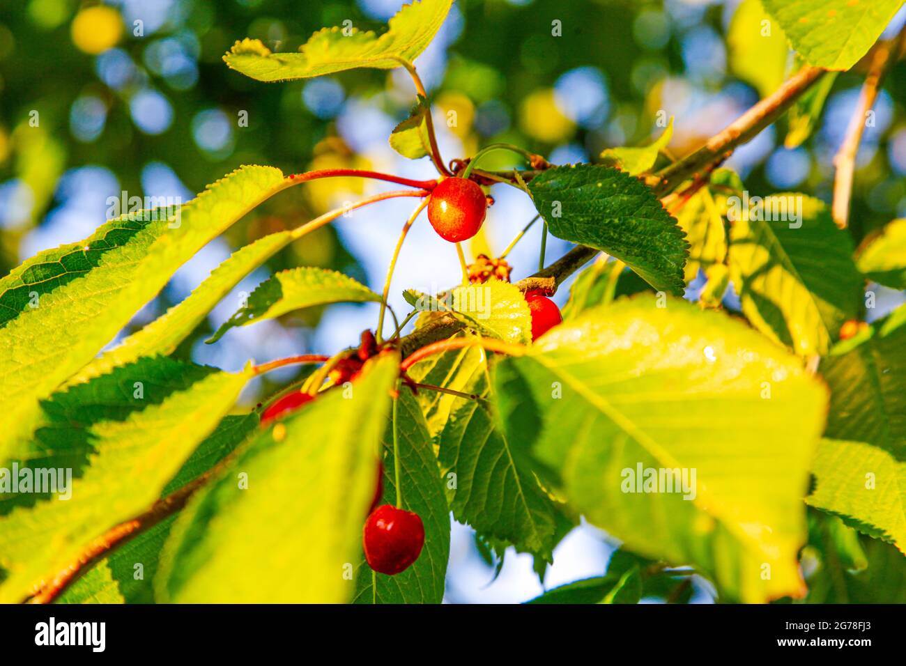 Cherries, cherry tree, June, summer, fruit, fruity, enjoyment Stock Photo