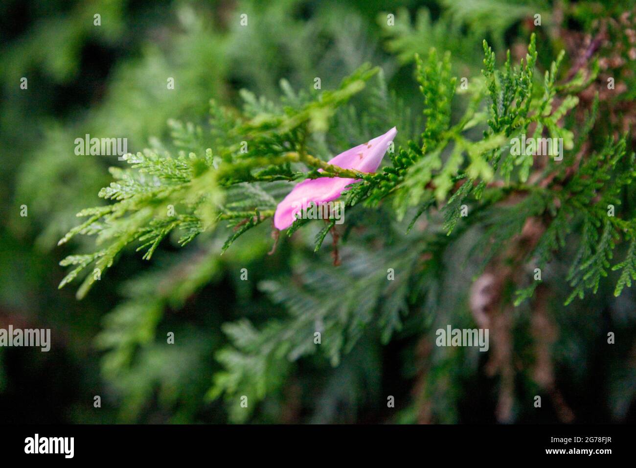 June garden colour hi-res stock photography and images - Alamy