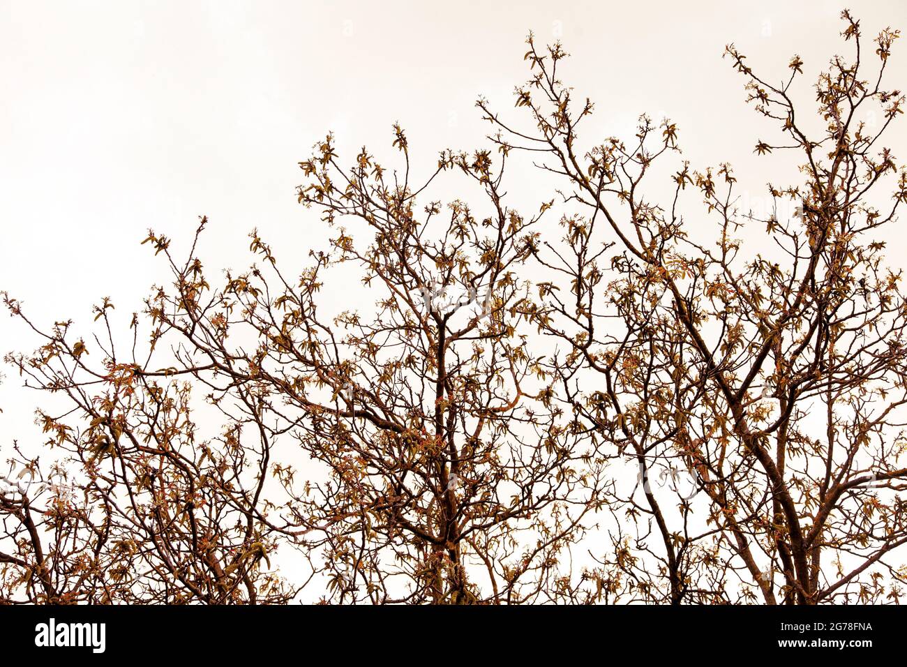 Apple tree, April, spring, apple blossom Stock Photo