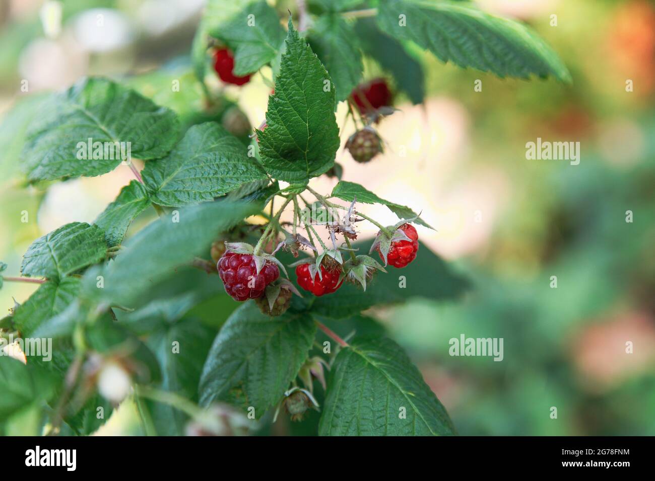 Raspberries, organic gardening, cultivation, summer, self-sufficiency, green, red, still life, healthy Stock Photo