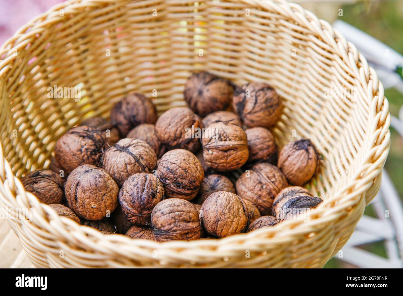 Walnuts in a basket in the garden, Stock Photo
