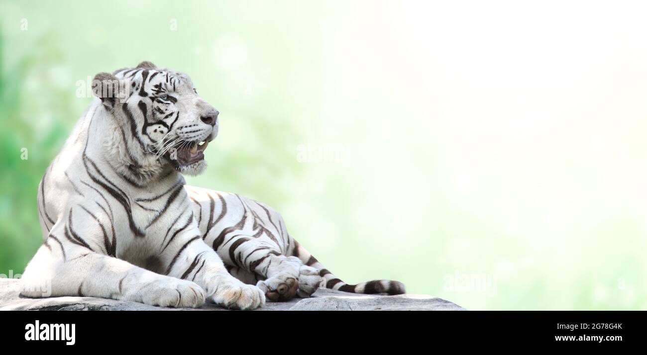 Horizontal banner with a lying white tiger on green blurred nature  background. Copy space for text. Mock up template Stock Photo - Alamy