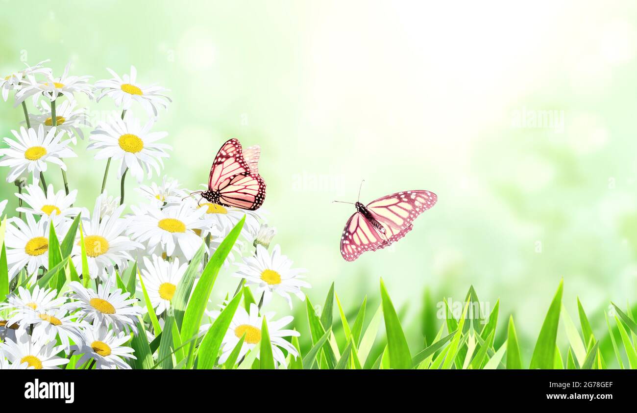 spring, nature, flower butterfly floral background summer Stock