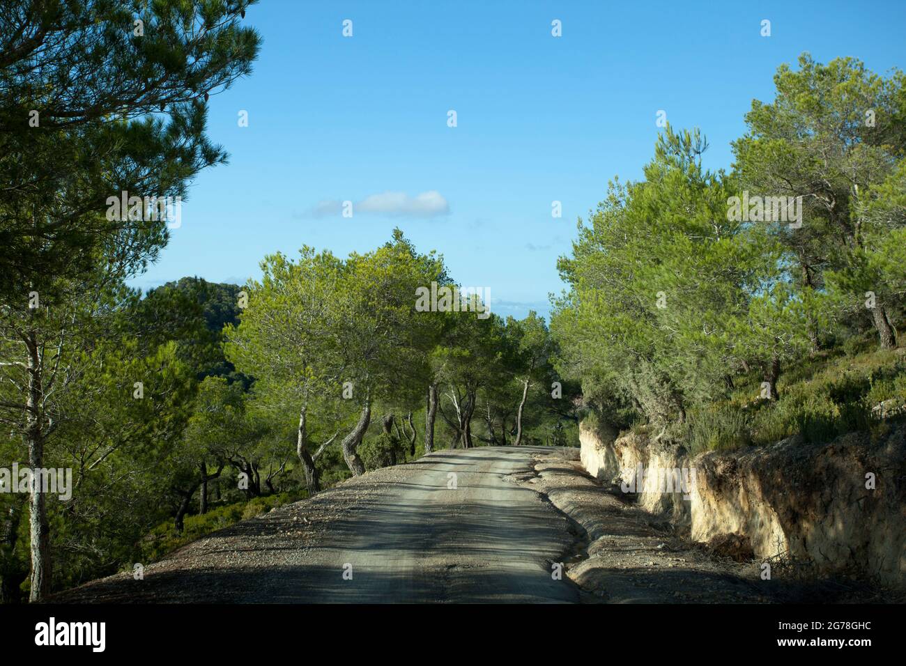 Forest road to Sa Talaia, Ibiza Stock Photo
