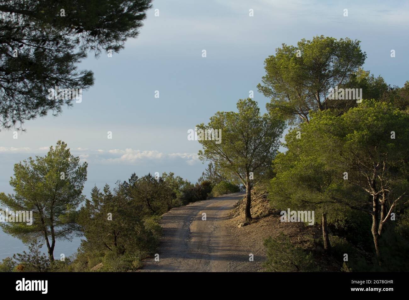 Forest road to Sa Talaia, Ibiza Stock Photo