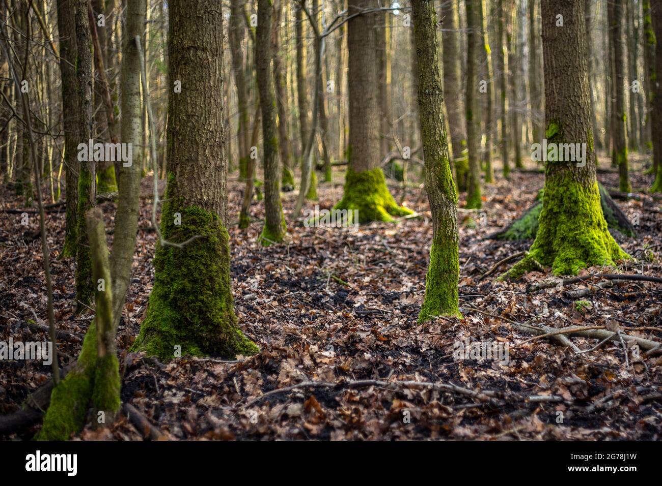 Moss-covered tree trunks in the forest Stock Photo