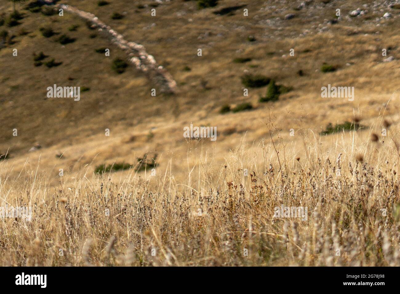 Mountain meadow in the Carpathian Mountains Stock Photo