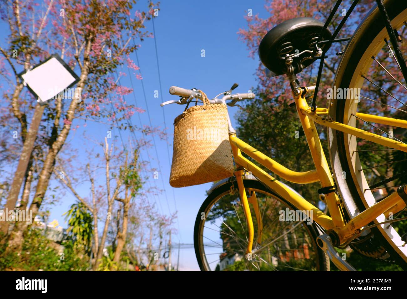 Beautiful scene at Da Lat Viet Nam in springtime yellow bike and pink flower from bottom view cherry blossom tree bloom in spring a holiday trip b Stock Photo Alamy