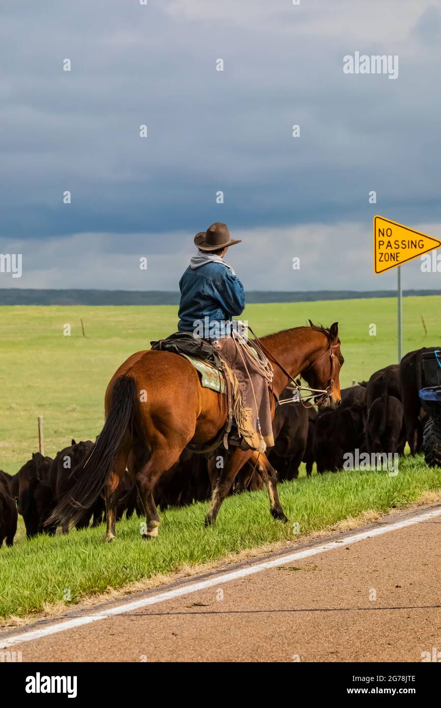 Family driving cattle along Nebraska Highway 71 to a summer pasture in vicinity of Oglala National Grassland, Nebraska, USA [No model release; availab Stock Photo