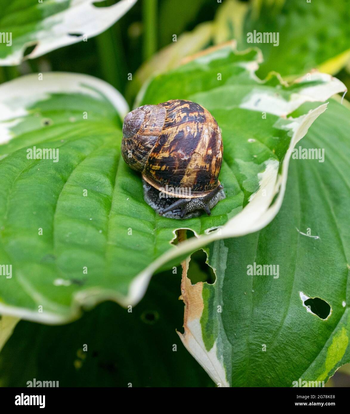 Common Garden Snail Cornu aspersum on a Hosta plant eating the hosta