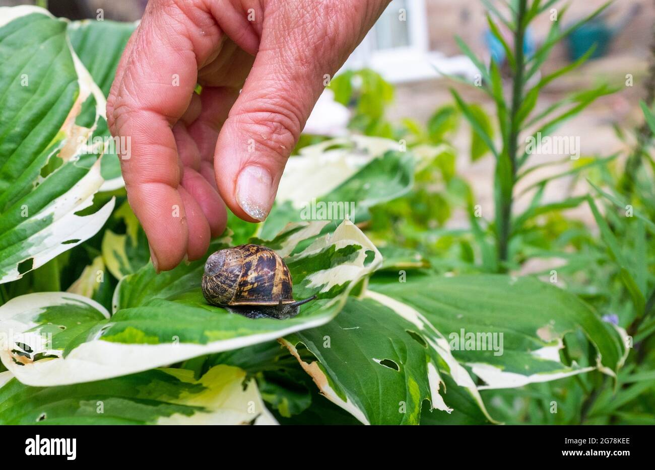 Common Garden Snail Cornu aspersum being picked off a Hosta plant