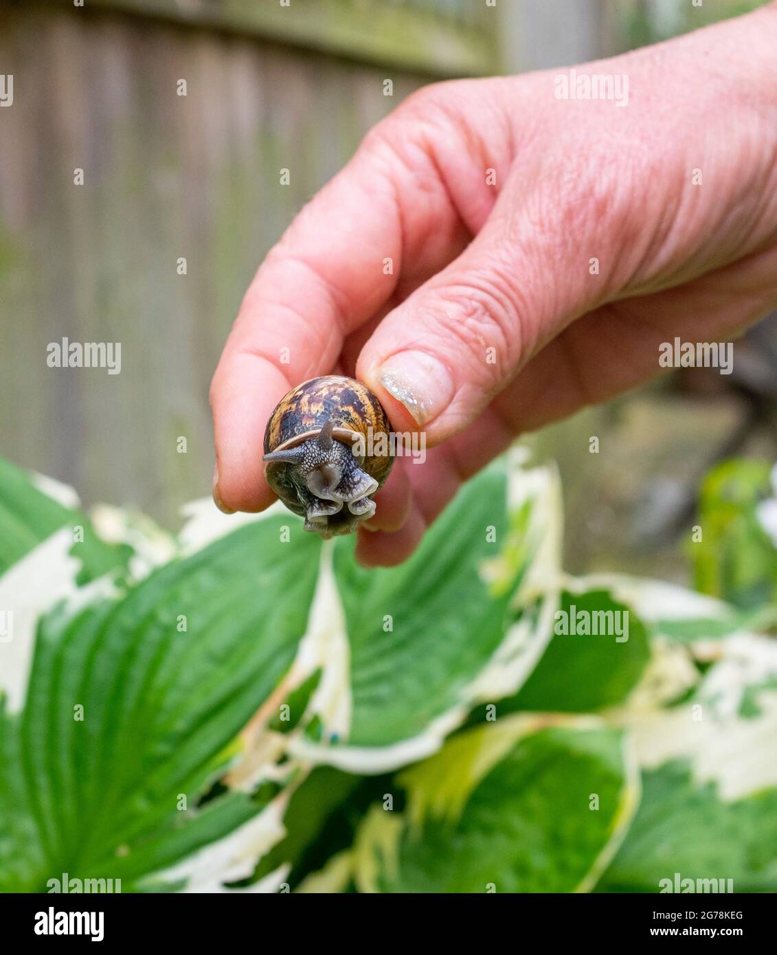 Common Garden Snail Cornu aspersum being picked off a Hosta plant