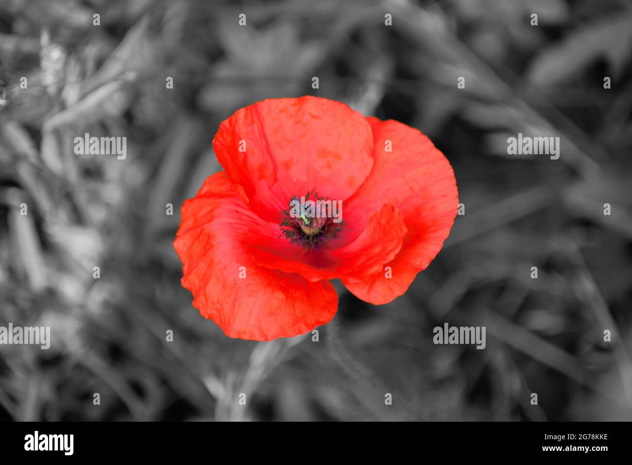 Black and white poppy hi-res stock photography and images - Alamy