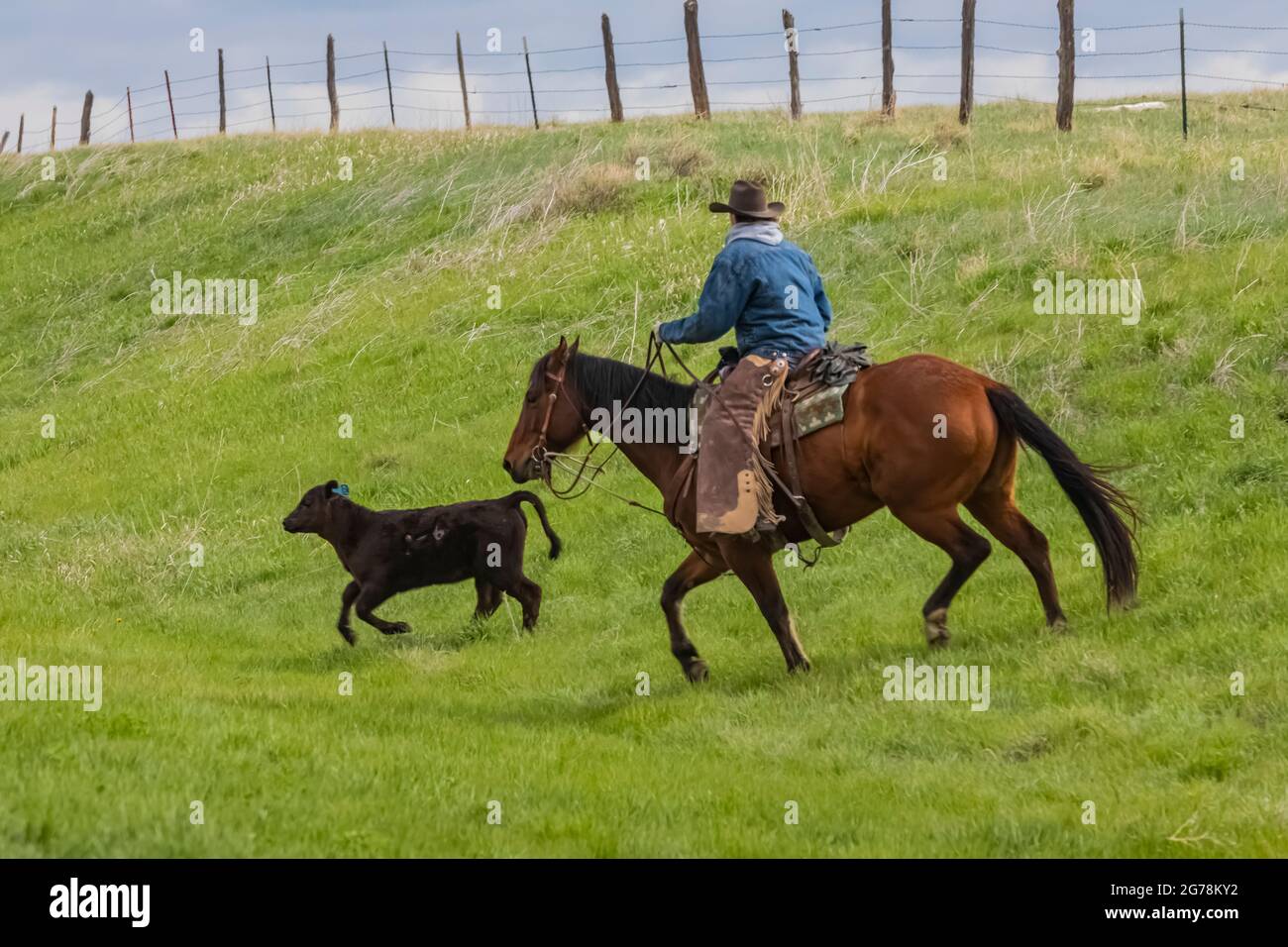 Cowboy Chasing Cow High Resolution Stock Photography and Images - Alamy