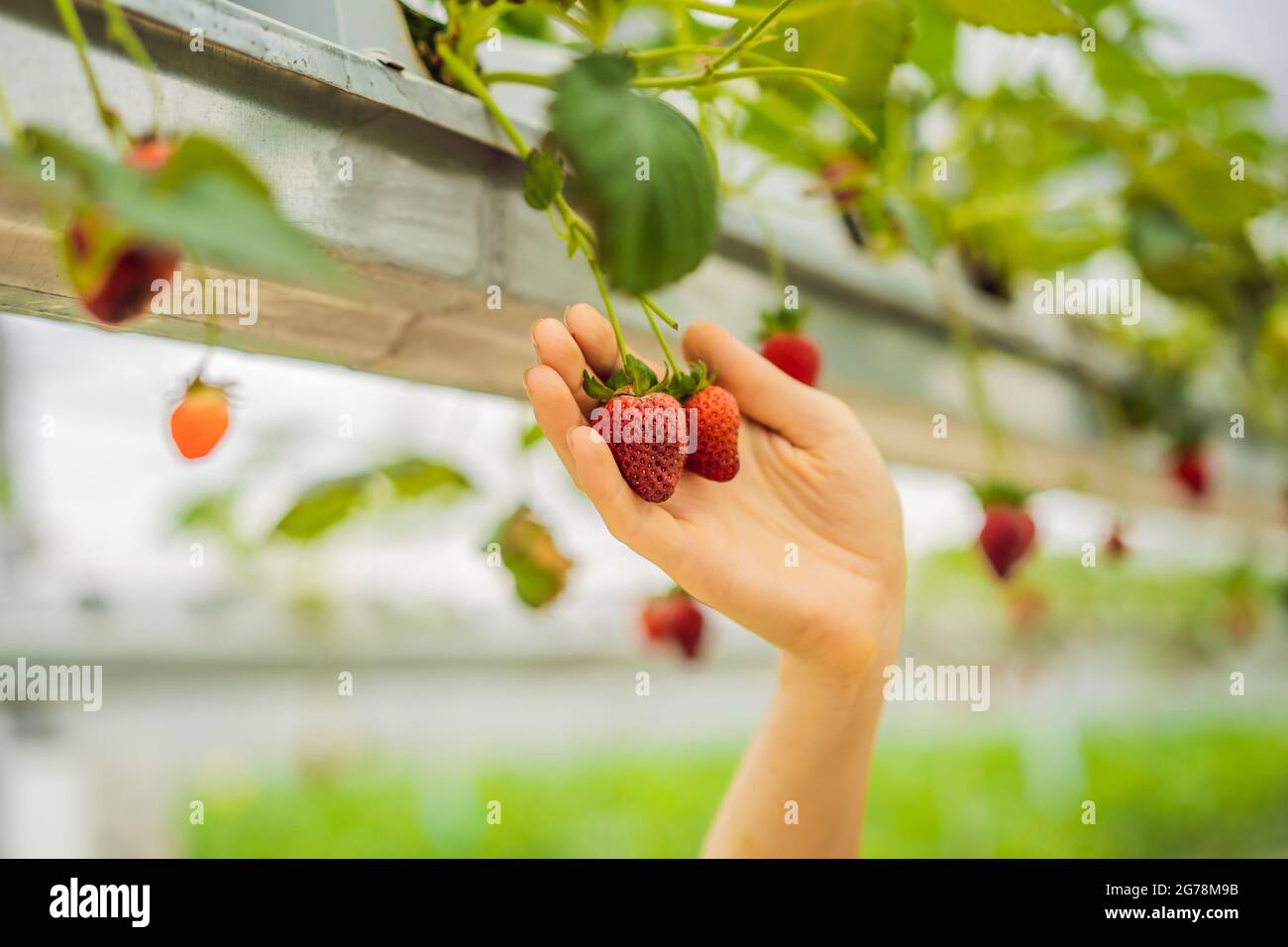 Woman picking strawberries at hydroponic farm in the greenhouse Stock ...