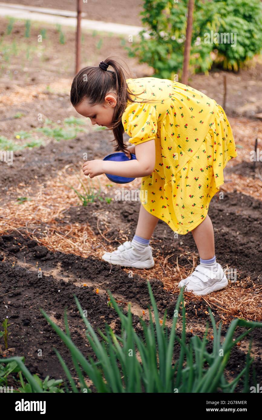 a cute girl in a yellow dress pours vegetable seeds or flowers into a garden bed, organic vegetables and eco-friendly lifestyle Stock Photo