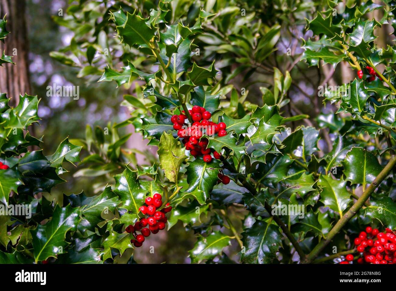 A Christmas holly bush with red berries Stock Photo - Alamy