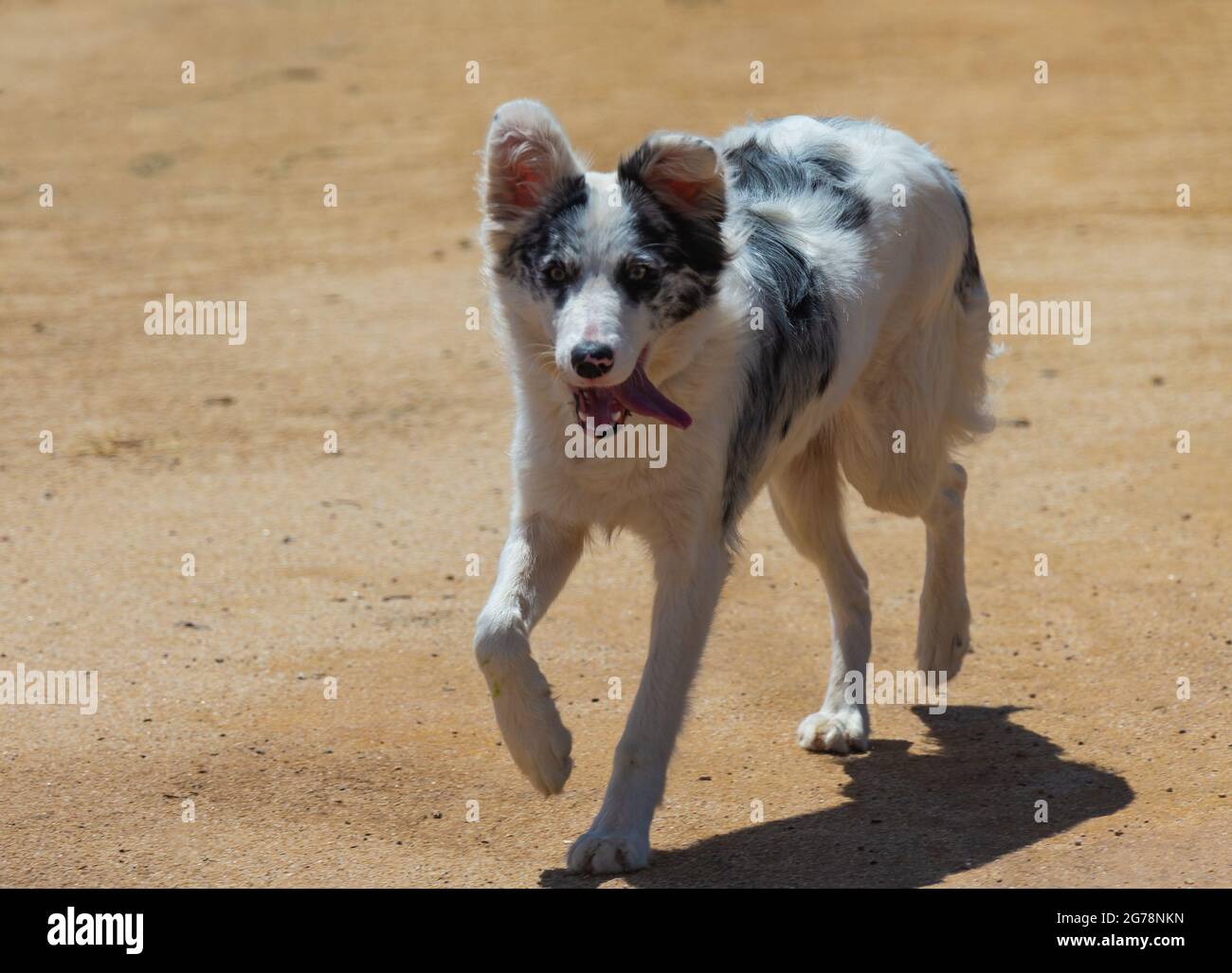 Border Collie dog walking and sneaking up with curiosity Stock Photo