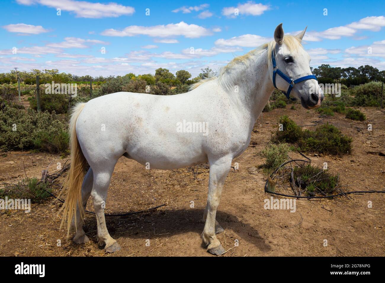 White domestic horse on an Australian farm Stock Photo