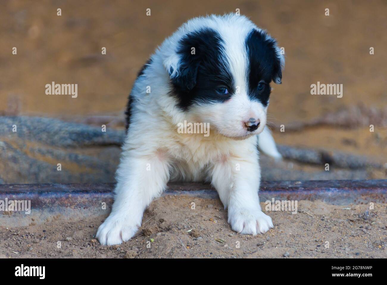 Border Collie dog puppy lying outside on a dry farm Stock Photo