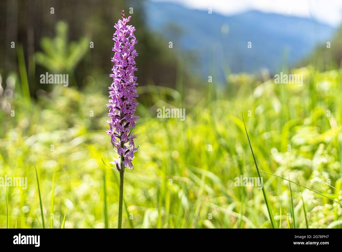 Europe, Austria, Tyrol, Ötztal Alps, Ötztal, Breitblättriges Orchid on a summer meadow Stock Photo