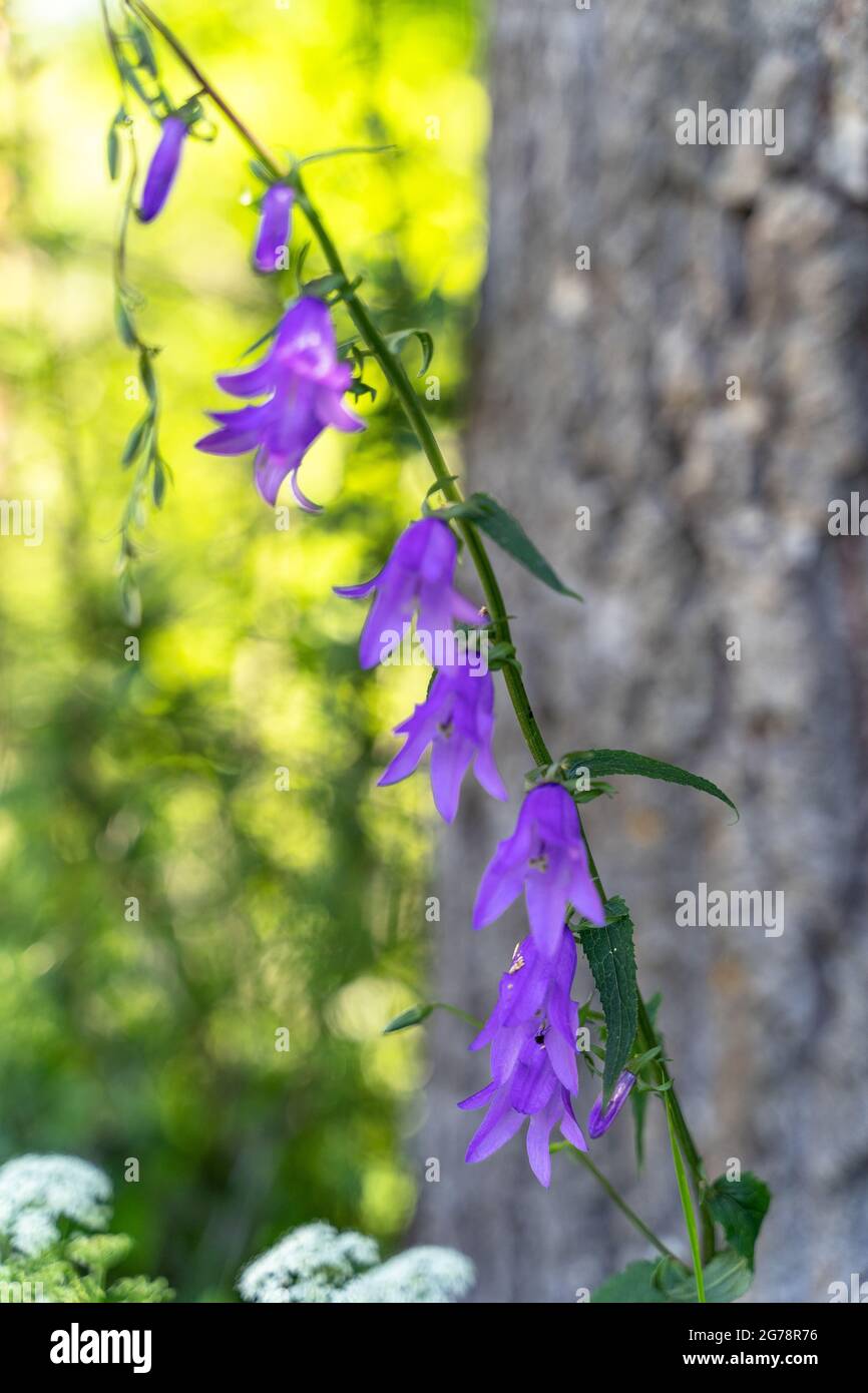 Europe, Austria, Tyrol, Ötztal Alps, Ötztal, purple bluebells on the riverside Stock Photo