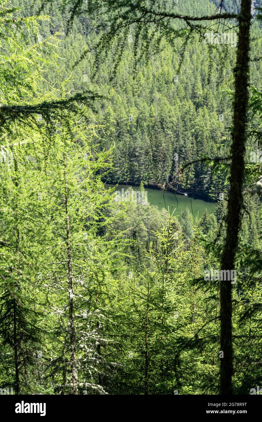 Dense mountain forest hi-res stock photography and images - Alamy