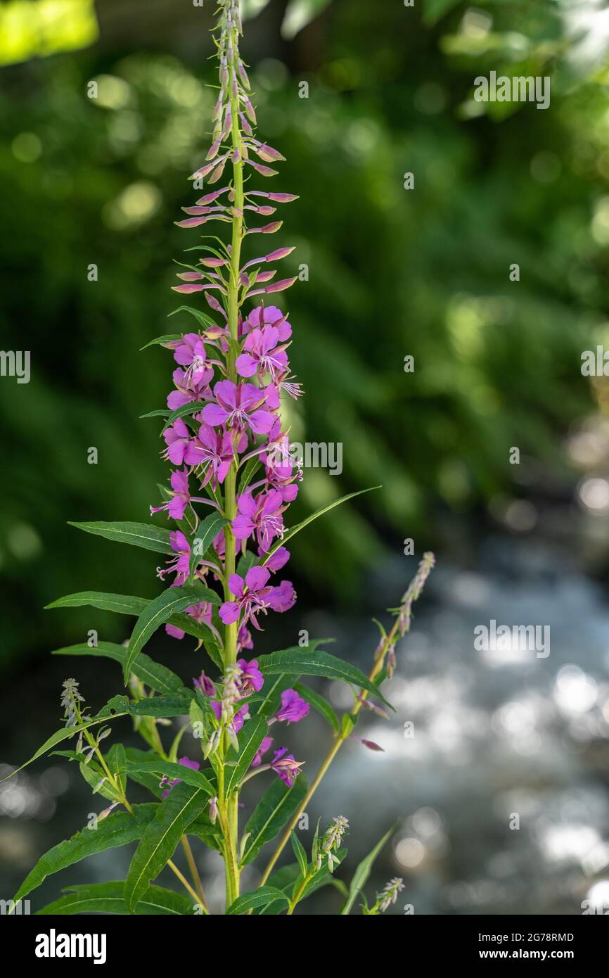 Pink wildflowers hi-res stock photography and images - Alamy