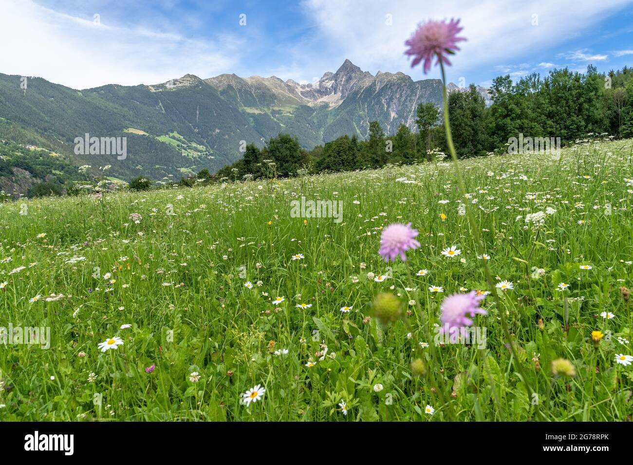 Europe, Austria, Tyrol, Ötztal Alps, Ötztal, Sautens, view over the blooming mountain meadow to the mighty Acherkogel Stock Photo