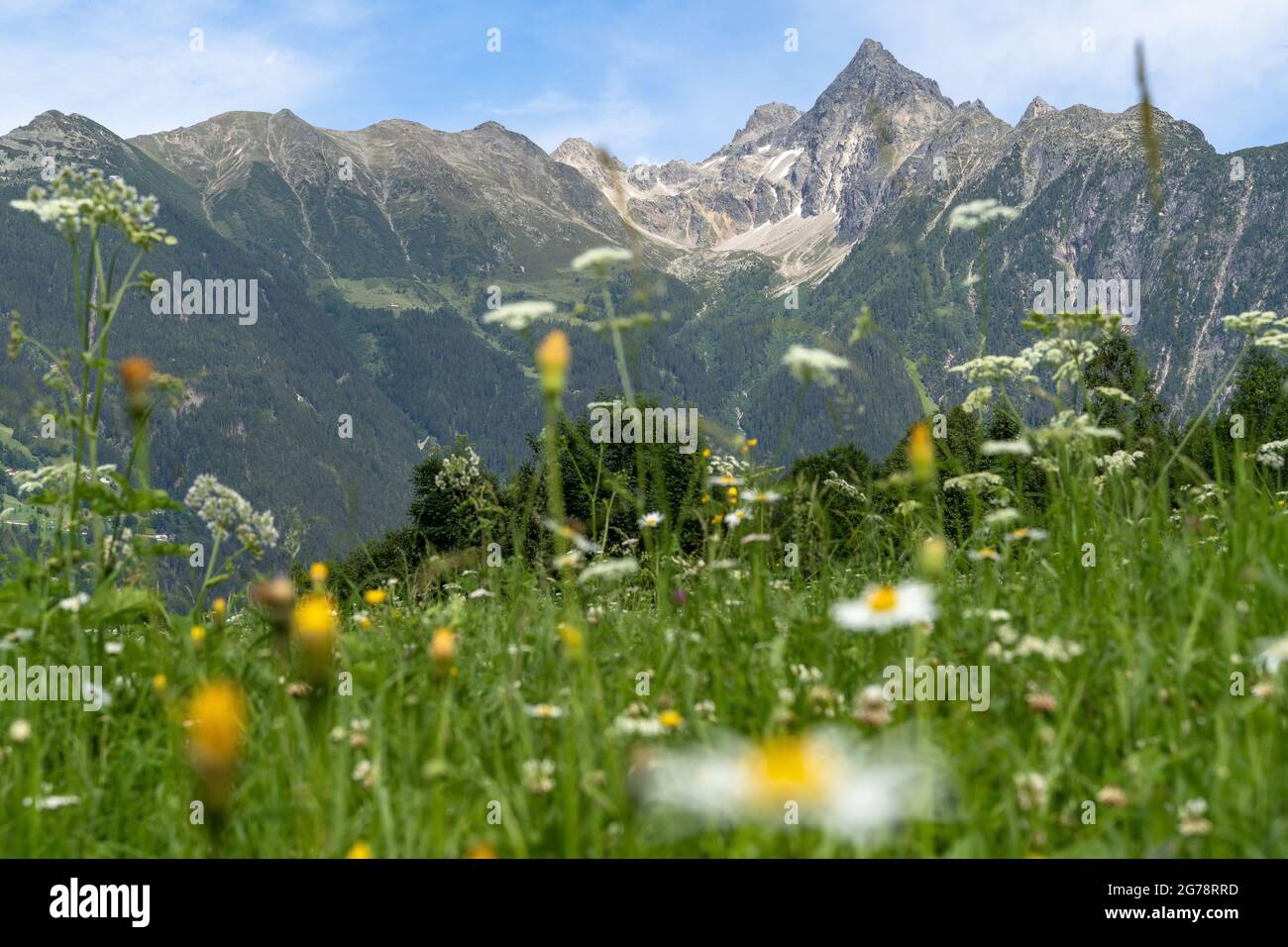 Europe, Austria, Tyrol, Ötztal Alps, Ötztal, Sautens, view over the blooming mountain meadow to the mighty Acherkogel Stock Photo