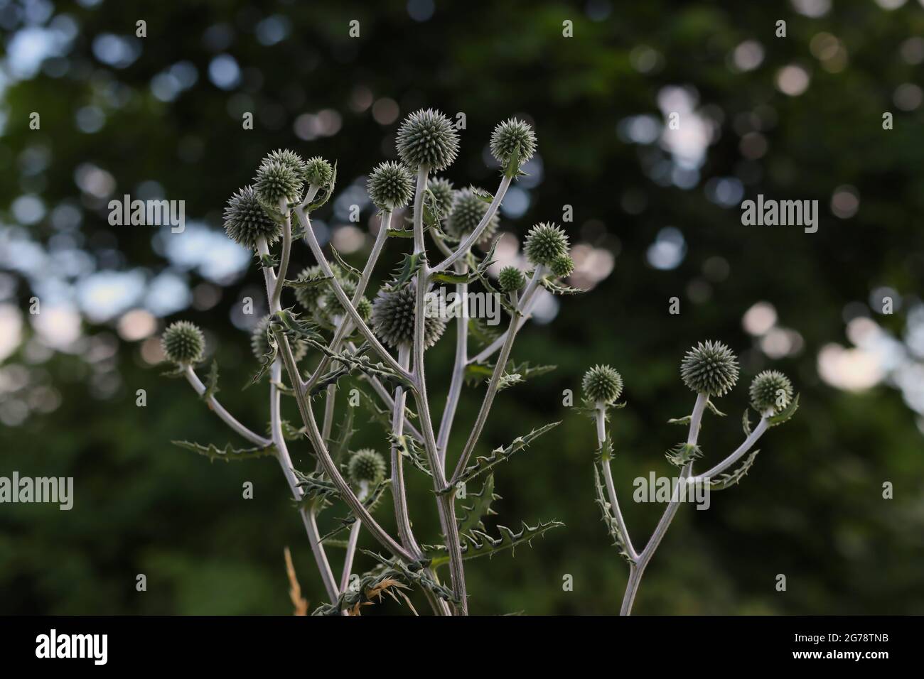 Echinops Sphaerocephalus is a Wildflower Growing in Summer Nature. Inflorescence of Glandular Globe-Thistle. Stock Photo
