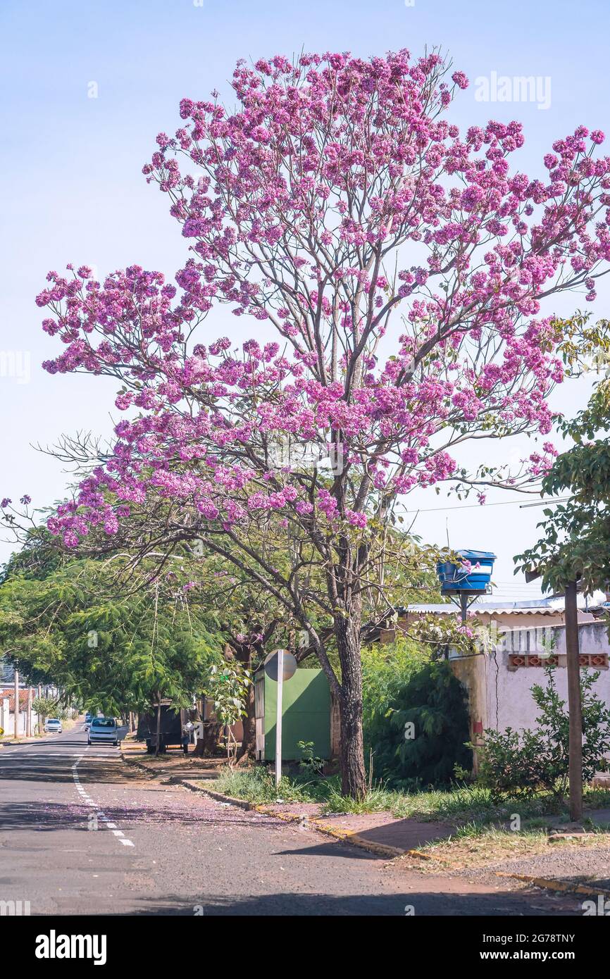 Ipe tree on the sidewalk of an residential area of Campo Grande MS, Brazil. Pink flowers, Vila Margarida neighborhood. Stock Photo