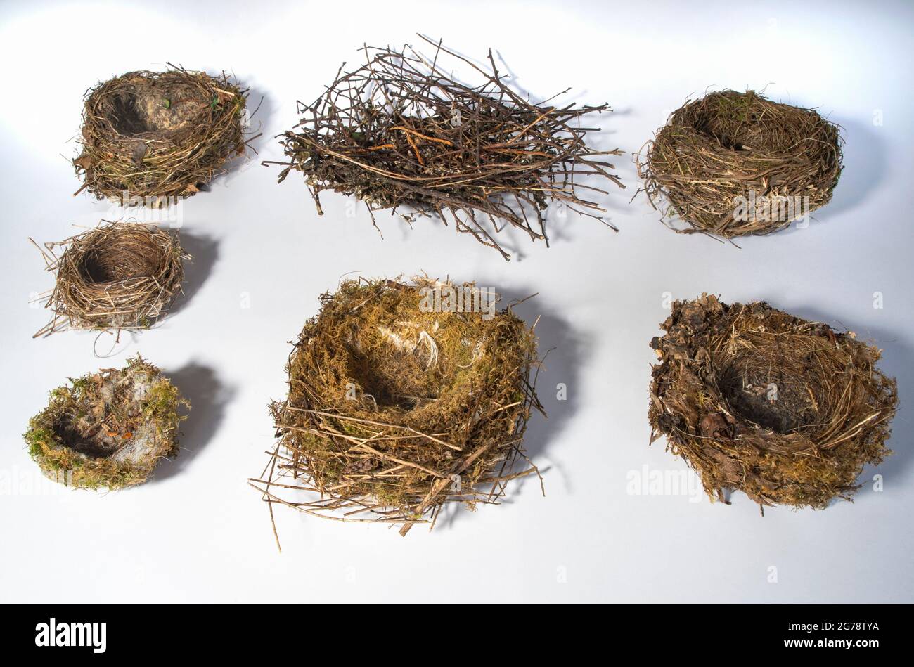 Garden bird nests, from back row, Song Thrush, Woodpigeon, Blackbird, middle and front rows R to L,  Blackcap, Goldfinch, Dunnock and Robin. Stock Photo