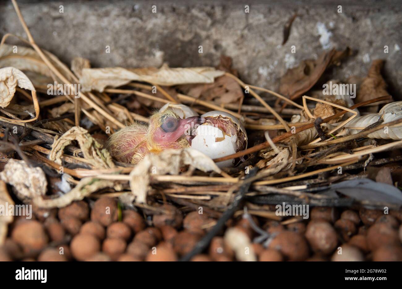 Newly hatched Rock Dove or Feral Pigeon, Columba livia, altricial young in nest, London, United Kingdom Stock Photo