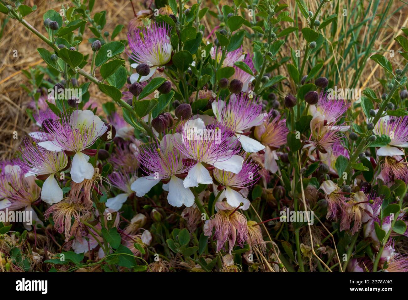 Capparis spinosa, Capers Growing Wild in the Spanish Countryside Stock Photo